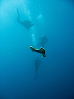 Sea slug  and divers - 30/05/08