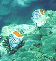 Crown butterflyfish - 17/01/07