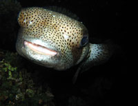 Porcupinefish lips - 16/02/13