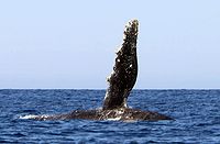 Humpback whale pectoral fin - 14/08/22