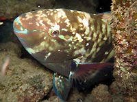 Parrotfish at night - 09/10/16