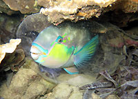 Bluebarred parrotfish and bubble - 26/12/15