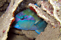 Parrotfish at night - 18/10/08