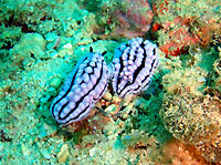 Phyllidiella meandrina, the most common nudibranch around - 04/01/11