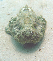 Humpback scorpionfish - 19/11/06