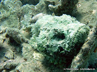 Humpback scorpionfish - 17/11/11