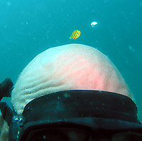 Jeune poisson pilote sur crâne de vieux squale - 29/01/07