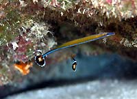 Bluestripe pipefish - 26/10/06