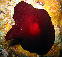 Atimoo Madagascar Dive site : Jardin de Corail