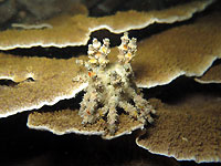 Oursin Plococidaris sur roses de corail - 27/12/15