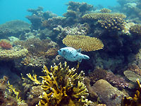 Poisson ballon dans un jardin de corail - 07/10/15