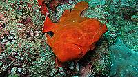 Frogfish at Tortuga - 17m - 01/09/22