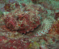 Tassled scorpionfish, stone like - 05/02/17