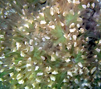 Bubble coral at night - 09/12/12