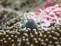 Happy porcelain crab eating in its anemone - 24/04/14