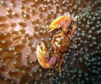 Dirty sea anemone crab - 08/06/11