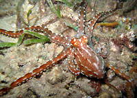 Slim white-spotted octopus - 19/01/13