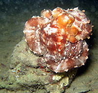 Spotted octopus on its rock - 27/12/15