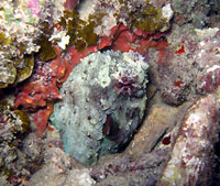 Octopus melted in rock - 19/01/13