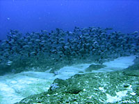 Atimoo Madagascar Dive site : Cathédrale