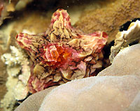 Coriocella jayi