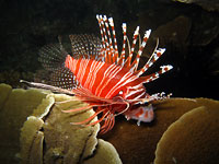 Devil scorpion fish at night - 19/01/13