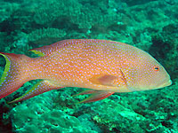 Atimoo Madagascar Dive site : Bevato