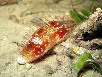  An hairy sea cucumber - 26/12/15