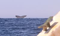 Queue de baleine par le taquet babord! - 14/08/22
