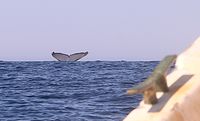 Whale tail on port cleat - 14/08/22