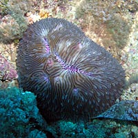 Blue mushroom coral - 21/04/08