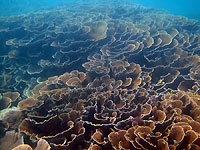 Les roses de corail de Vatosoa - 02/09/12