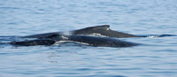 Crocodile humpback whales - 01/09/13