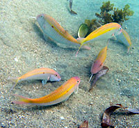 Yellowstripe goatfish - 19/04/08