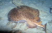 Marbled electric ray at night - 11/04/08