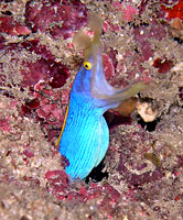 Ribbon eel, roaring in silence - 21/04/08