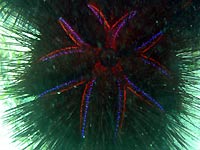 Urchin fluorescence - 30/06/06
