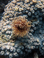 Nice  worm - 02/09/12