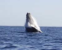 Breaching whale 1 - 24/06/12