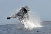 Breaching humpback whale - 21/08/09