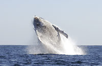 Breaching whale 3 - 24/06/12