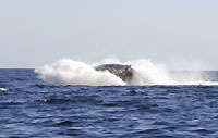 Breaching whale 7 - 24/06/12