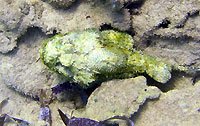Green scorpion fish  - 23/08/11