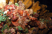 Scorpion fish at night - 22/01/14