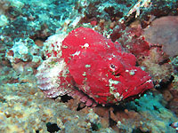 Red headed scorpion fish - 31/10/20