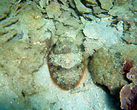 A cuttlefish amon stones - 03/04/09