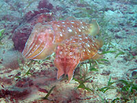 Couple of broadclub cuttlefishes - 02/09/12