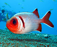 Finspot soldierfish - 07/09/14