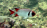 Finspot soldierfish - 01/08/08