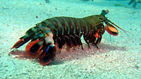 Coloured mantis shrimp - 12/06/08